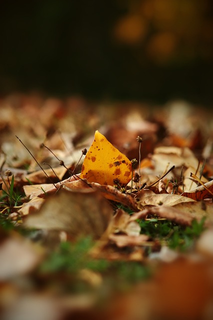 此前效力于 此前效力于