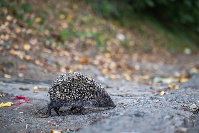 为何未能影 为何未能影